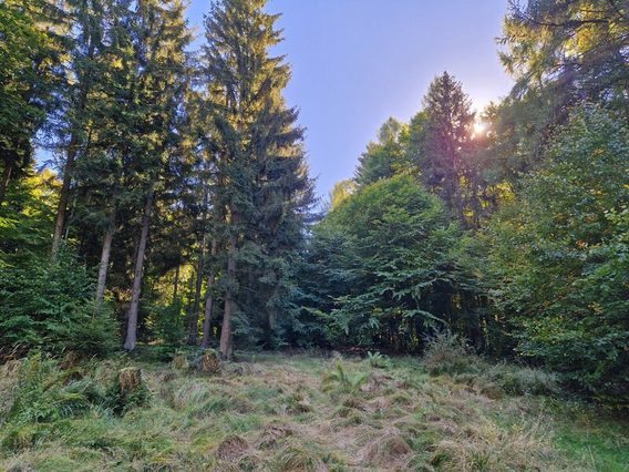 Bild einer Waldlichtun bei blauem Himmel und Sonnenschein