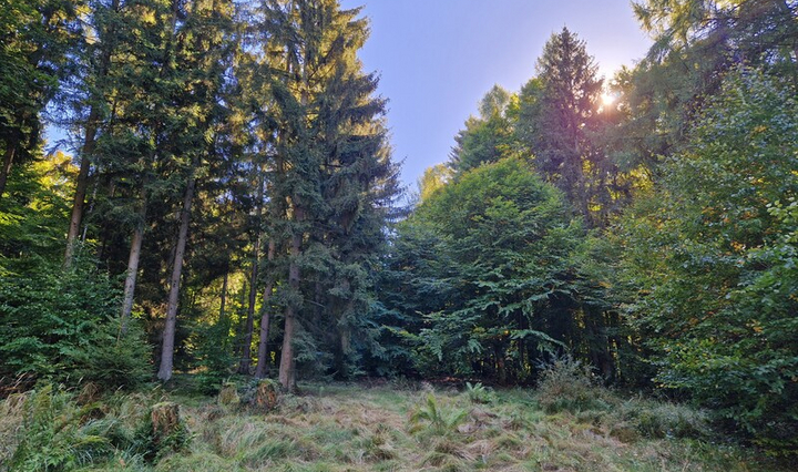 Bild einer Waldlichtun bei blauem Himmel und Sonnenschein